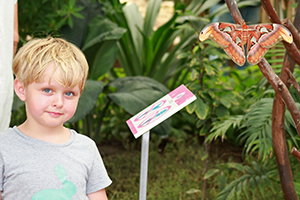 Schmetterlingsgarten